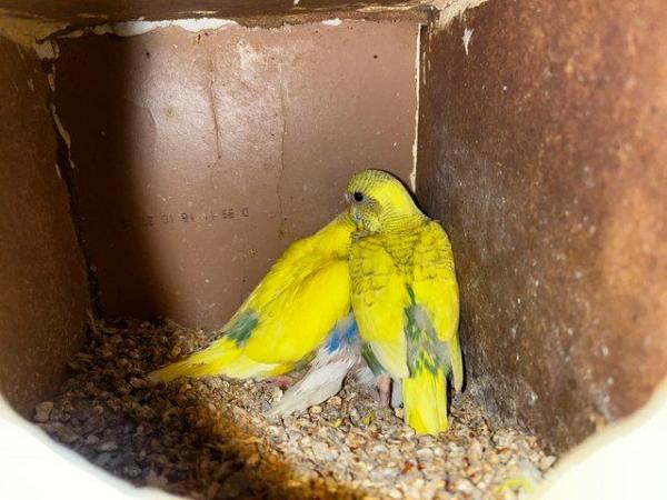 Image 12 of Budgies for sale - Variety of Colors and mutations