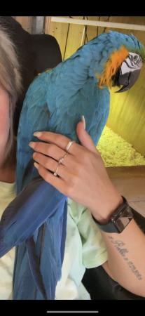 Image 2 of Female blue and gold macaw