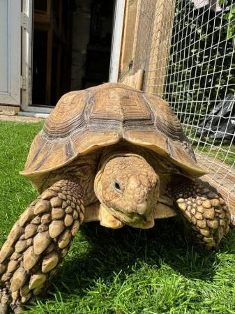 Image 1 of Tortoise (Sulcata) unsexed too young