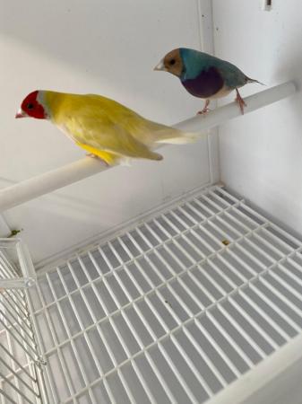 Image 5 of Cherry finches and gouldians