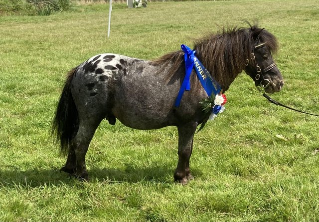 Preview of the first image of British Spotted Pony Stallion.