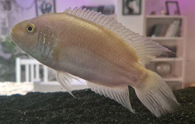 Image 4 of Cichlids for sale, closing down tank