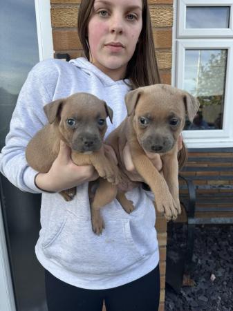 Image 6 of Staffordshire bullterrier pups ready to leave today