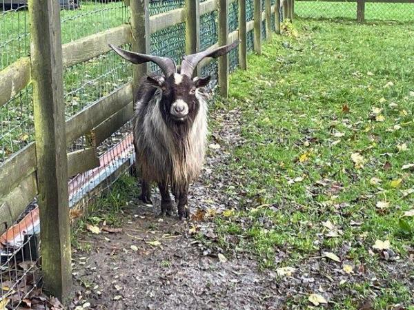 Image 3 of Entire breeding Pygmy goat Billy’s