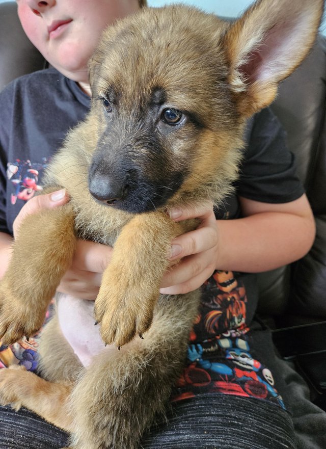 Preview of the first image of German shepherd puppies for sale.