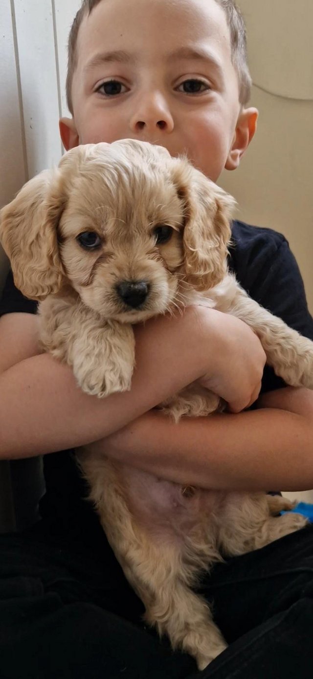 Preview of the first image of F1 Cavapoo 1 girl and 2 boys , ready now Tri, phantom, black.