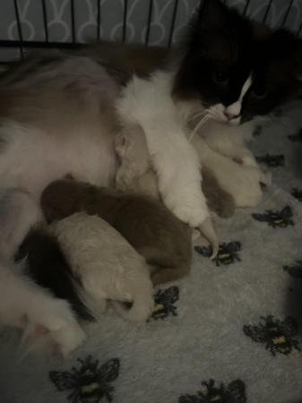 Image 2 of Active mink ragdoll  kittens available to reserve
