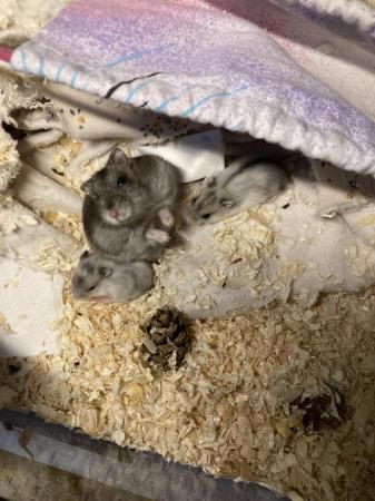 Image 4 of Baby dwarf Russian hamsters