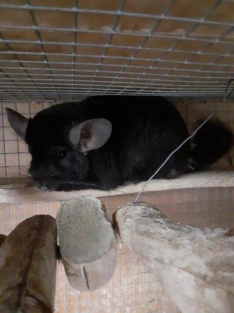 Image 2 of Have Various Chinchillas for sale