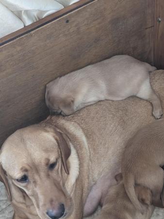Image 6 of Beautiful fox Red and yellow Labrador pups