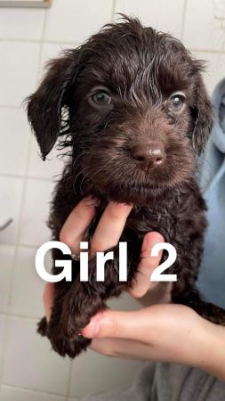 Image 3 of ?? Labradoodle puppies ??