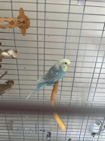 Image 5 of Beautiful budgie with cage seeks loving home