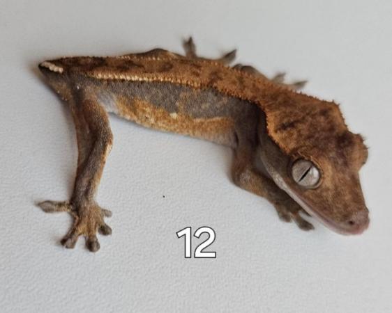 Image 12 of Juvenille Crested geckos