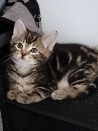 Image 1 of 2 Beautiful Tabby Kittens