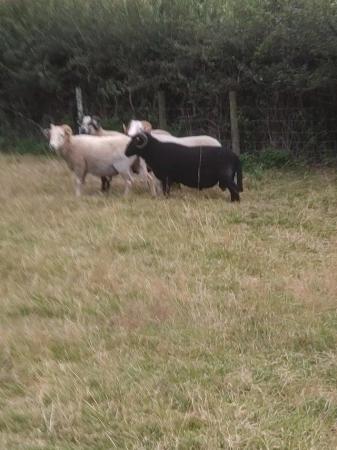 Image 4 of Cross bred 2yr old rams for sale