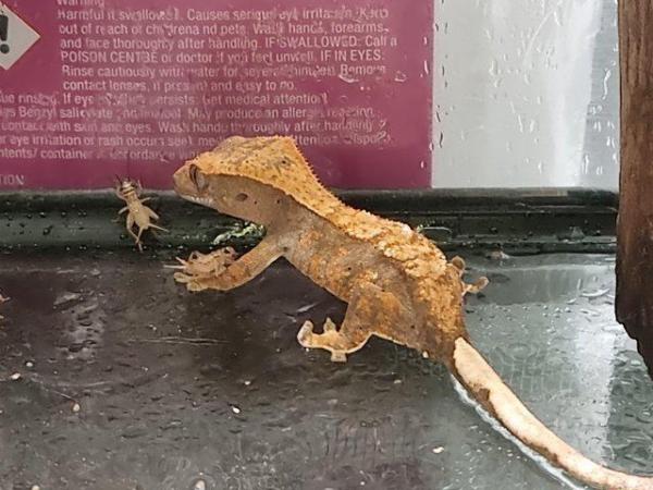 Image 4 of 6-10 month old crested geckos babies