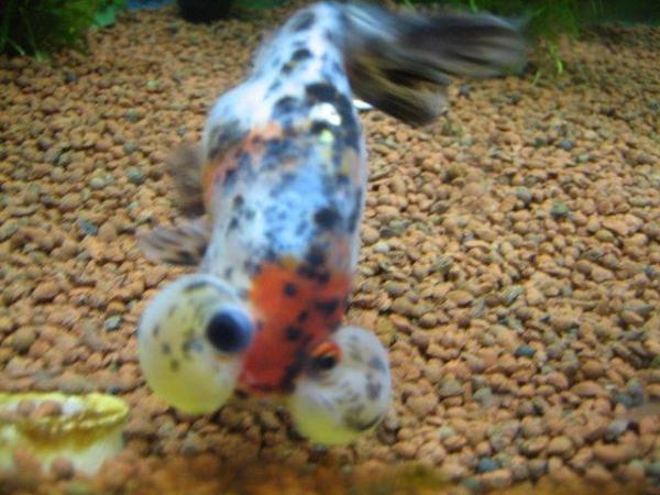Image 4 of Fancy goldfish : calico bubble eye goldfish