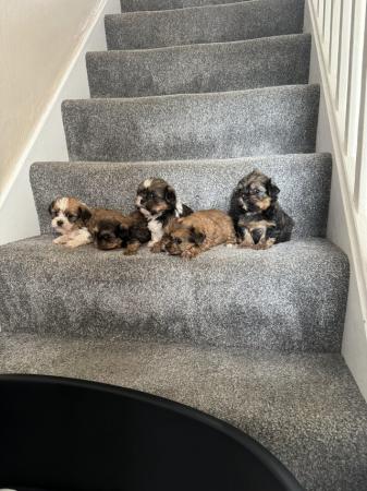 Image 5 of 4 beautiful shorkie puppies for sale