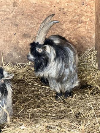 Image 3 of Two x male Pygmy goats offer