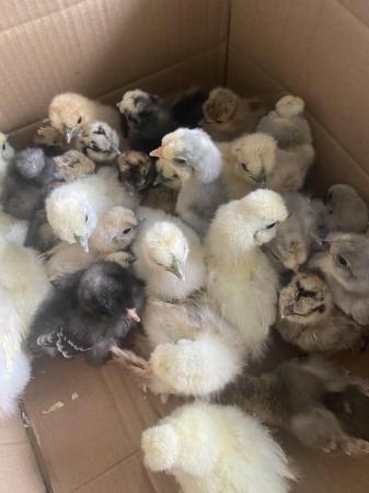 Image 10 of Pure breed Silkie chicks USA and miniature