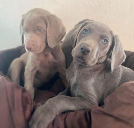 Image 3 of Special home needed Beautiful Blue Weimaraner Puppy