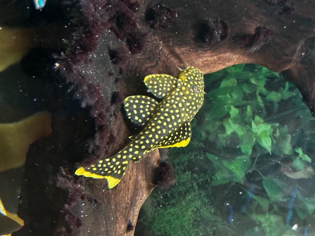 Preview of the first image of Golden Nugget Pleco around 4”.