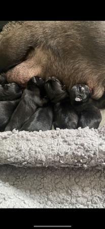 Image 5 of KC reg black pug puppies.