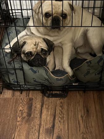 Image 13 of 3 year old female & 2 year old male pugs for sale