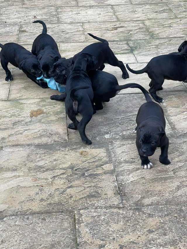 Preview of the first image of Cane Corso cross puppies . Mix litter.