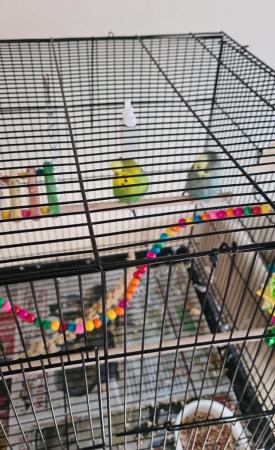 Image 6 of Two budges and cage with all toys.