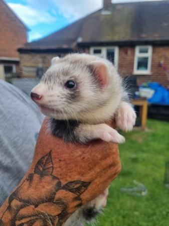 Image 3 of FERRET KITS FOR SALE!!!!