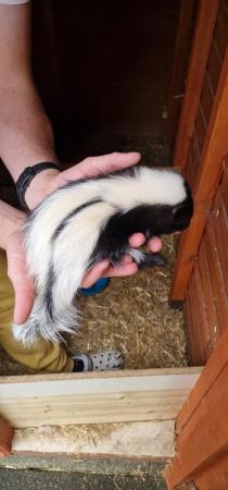 Image 6 of 3 male skunks ready 10th july