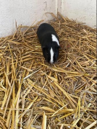 Image 4 of Two Cute Older Male Guinea Pigs - Black & White