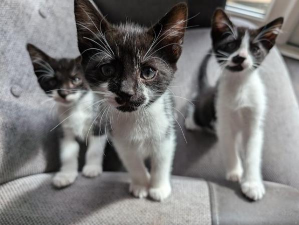 Image 5 of Kittens now ready for new homes