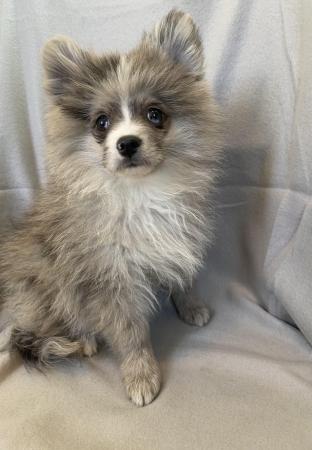 Image 7 of Beautiful Pomeranian Merle Boy