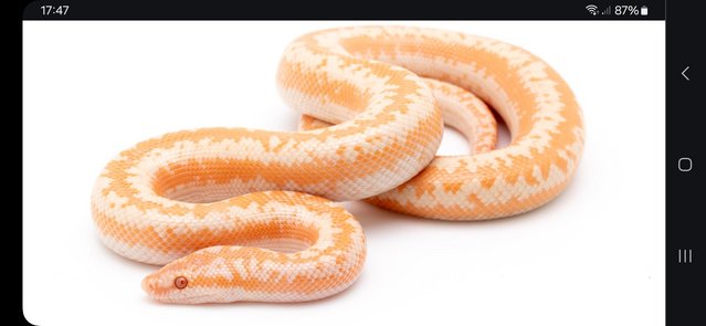 Preview of the first image of Albino Coastal Rosy Boa female Wanted.