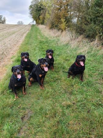 Image 4 of Stunning pure bred kC registered Rottweilers
