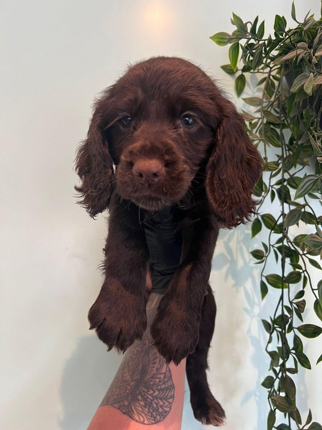 Preview of the first image of Ready now - male sprocker spaniel.