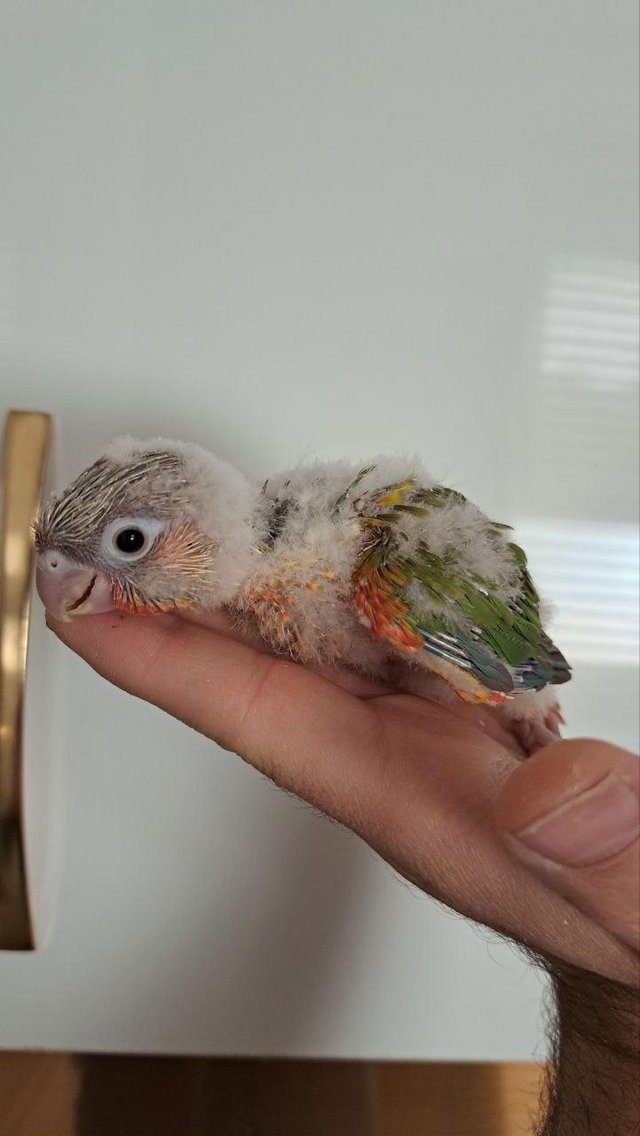 Preview of the first image of Handreared Tamed lovely Conures.