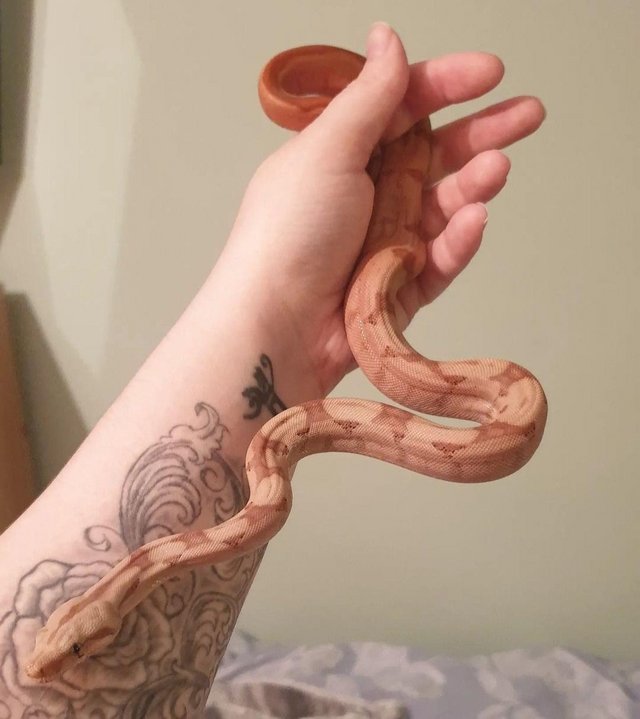 Preview of the first image of Beautiful Male Sunset Boa.
