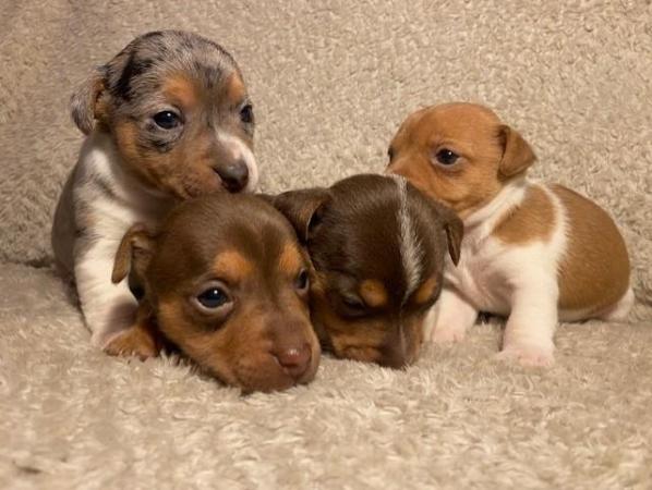 Miniature Jack Russells Puppies for sale in Ashorne, Warwickshire - Image 1
