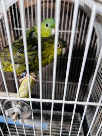 Image 2 of Bonded pair green lineolated parrot