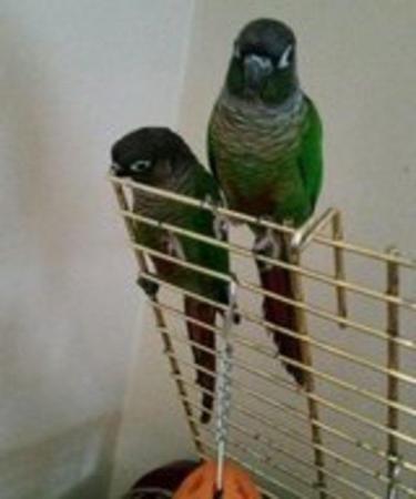Image 6 of ......Baby Conure Parrots.....