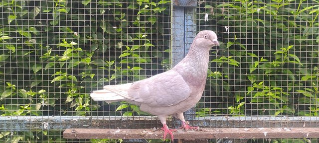Image 1 of Beautiful roller pigeons for sale