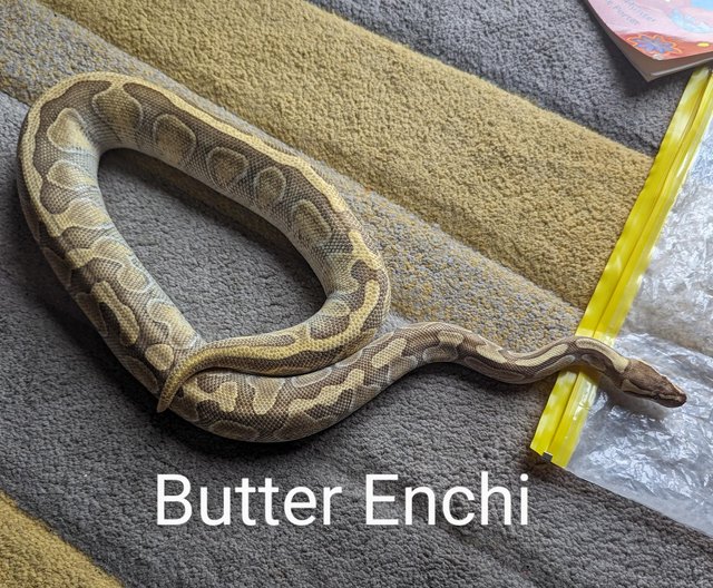 Preview of the first image of *Reduced* Butter Enchi Ball Python - Royal over 2 years old.