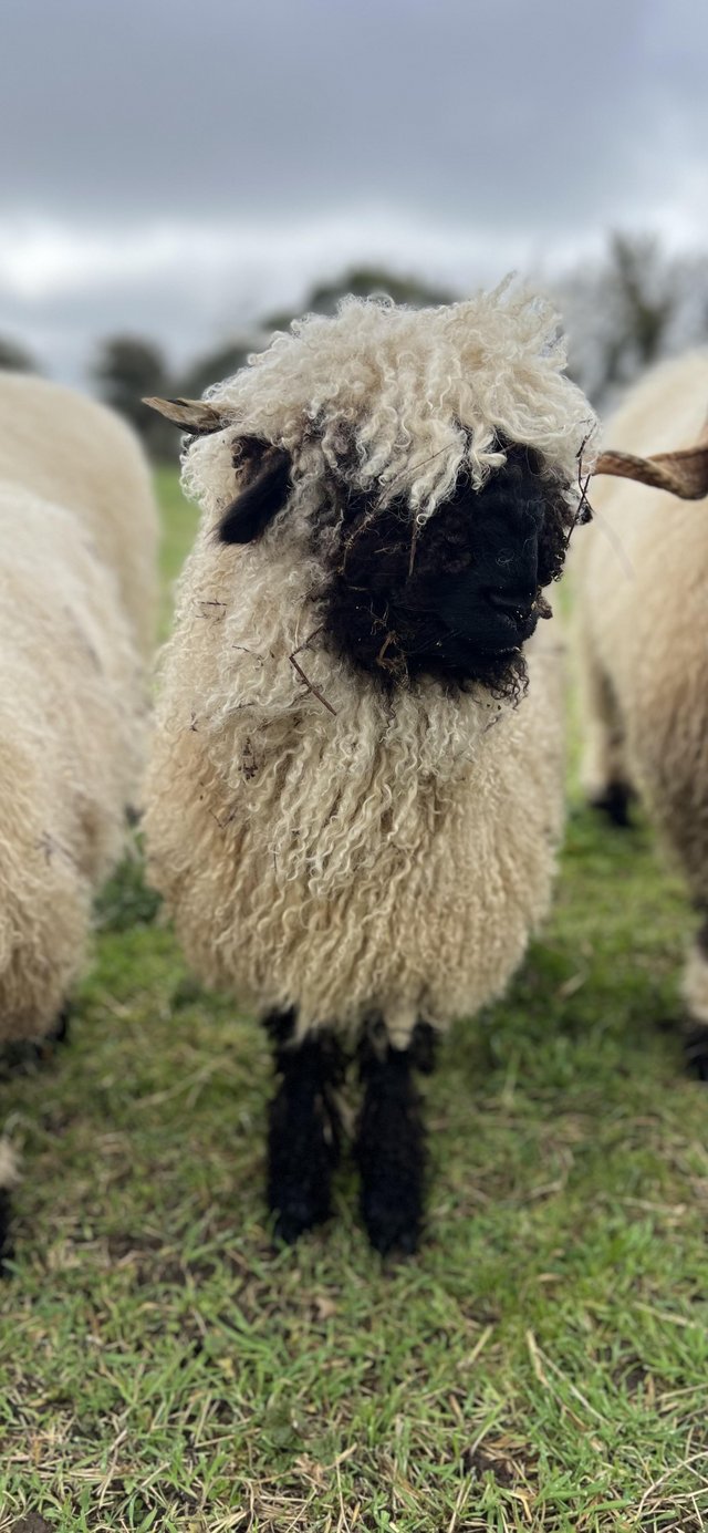 Preview of the first image of Swiss Valais Blacknose ewe lamb.
