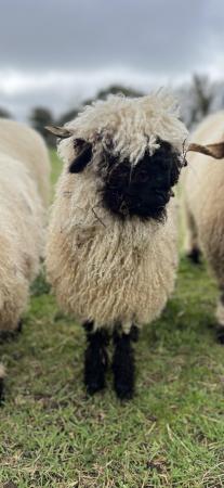 Image 1 of Swiss Valais Blacknose ewe lamb