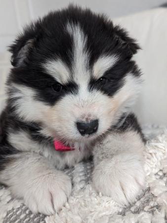 Image 1 of Siberian husky puppy for sale