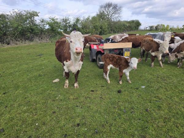 Image 1 of Hereford Cow For Sale with bull calf at foot