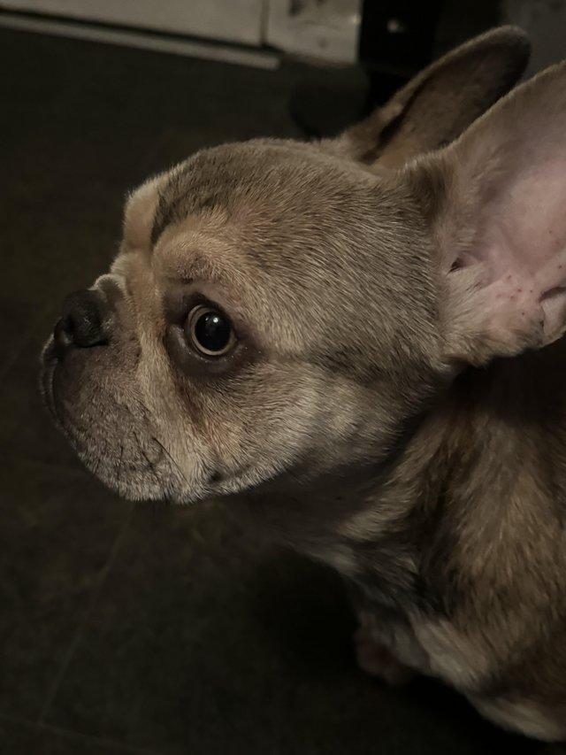 Preview of the first image of French bulldog male 10 month.